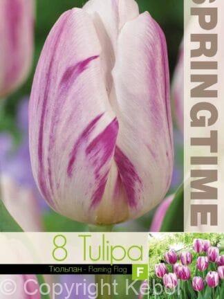 Tulipa Flaming Flag - RB
