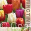 Tulipa Triumph Mixed