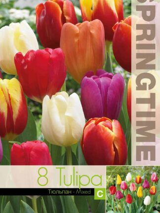 Tulipa Triumph Mixed