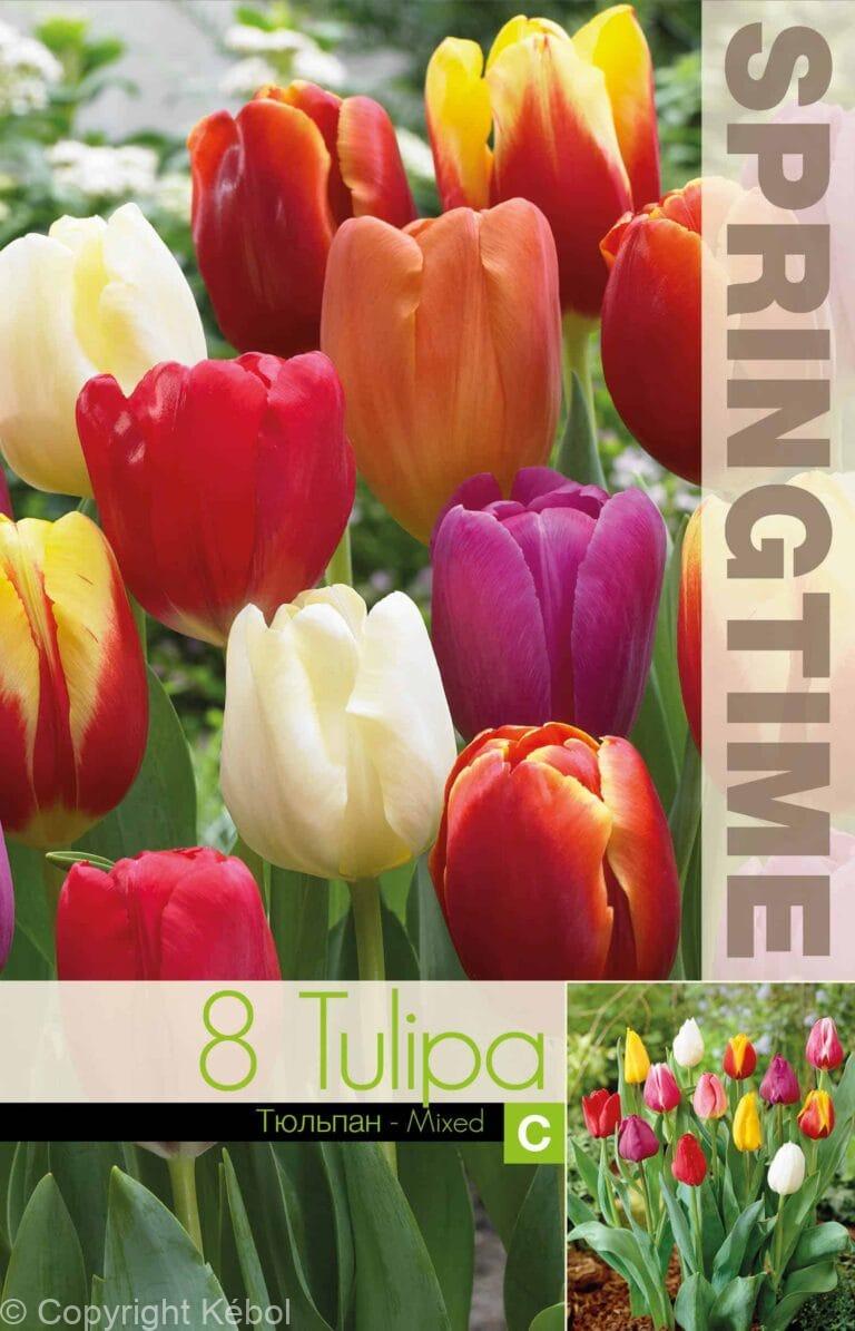 Tulipa Triumph Mixed