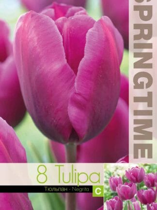 Tulipa Negrita