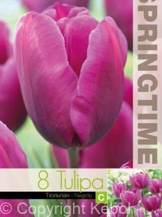 Tulipa Negrita