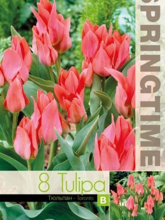 Tulipa Toronto