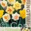 Narcissus Double Mixed