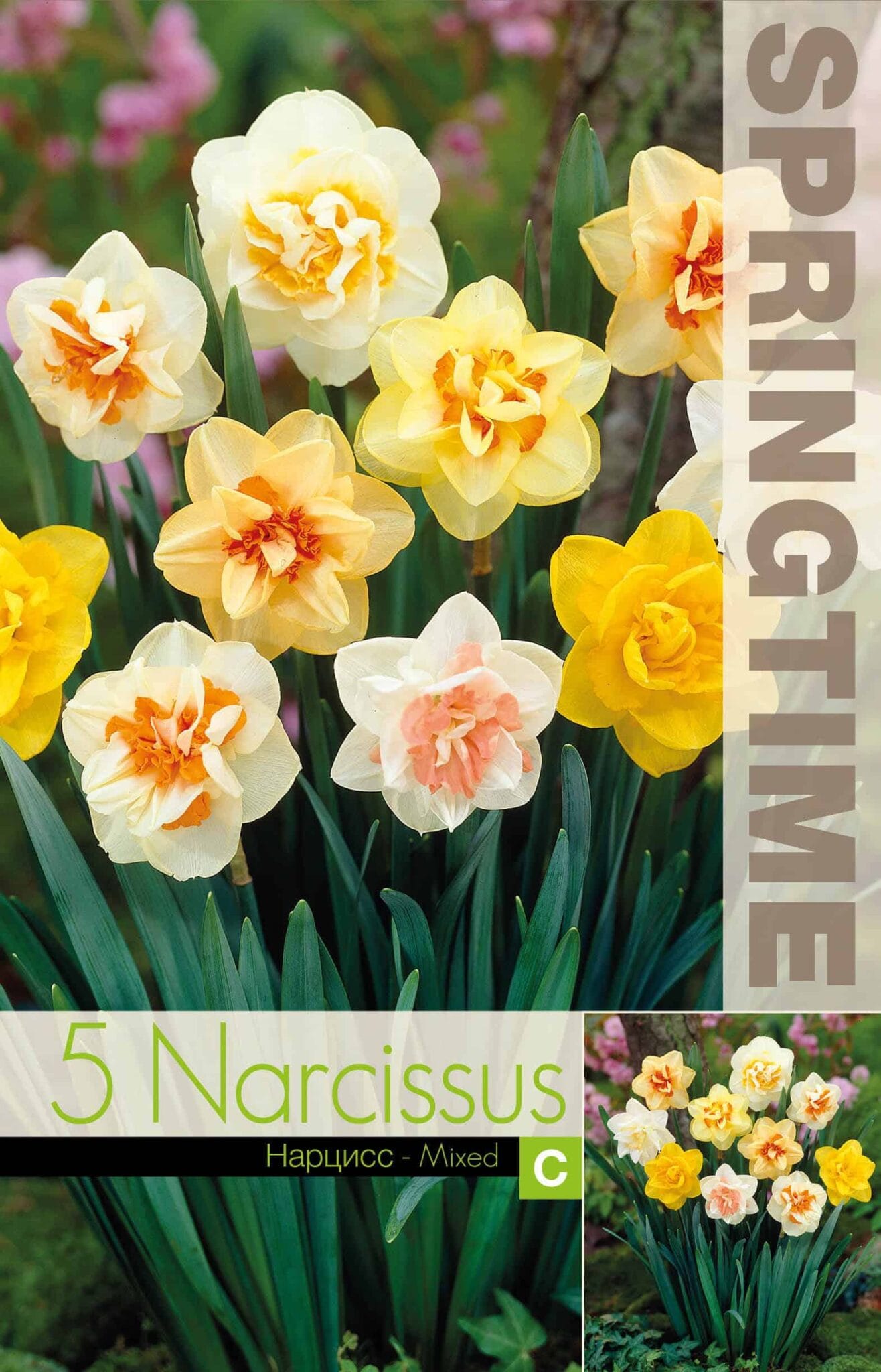 Narcissus Double Mixed