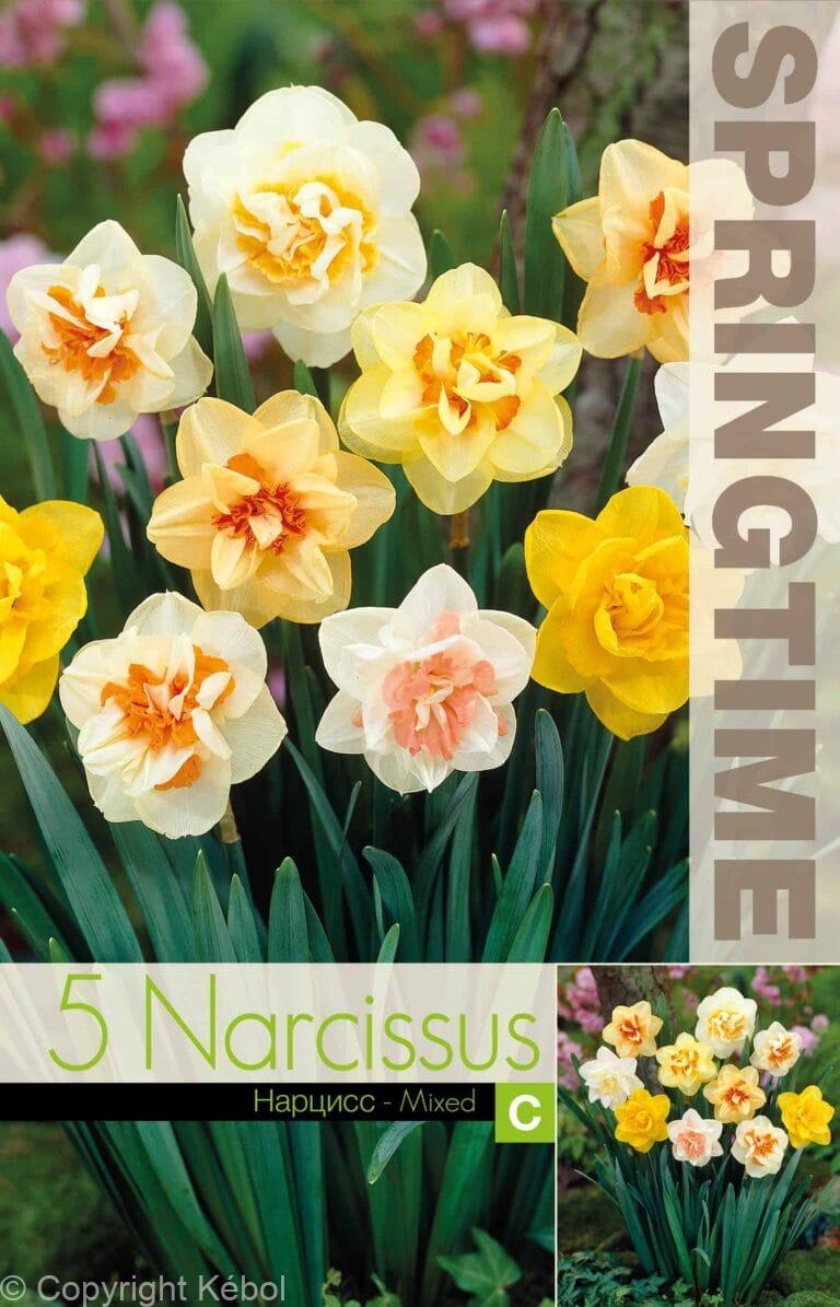 Narcissus Double Mixed