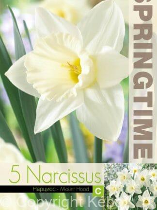 Narcissus Mount Hood