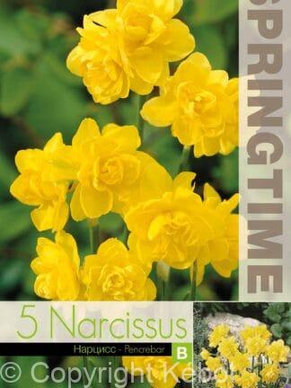 Narcissus Pencrebar