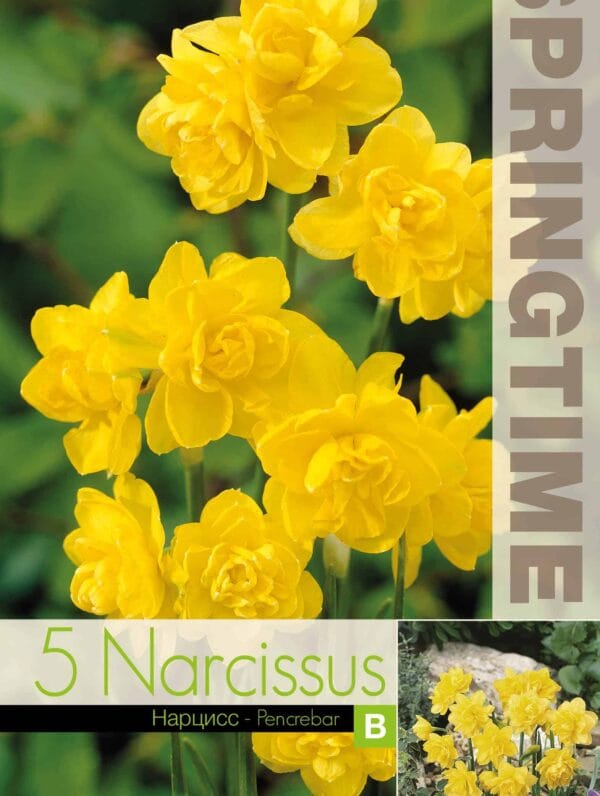 Narcissus Pencrebar