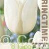 Tulipa White Dream - RB