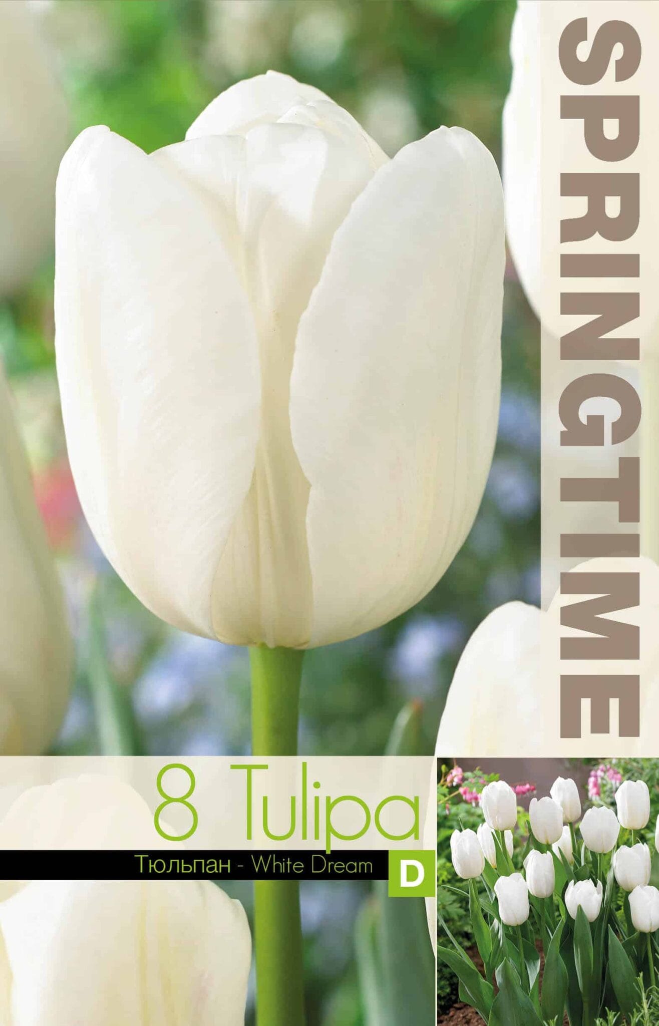 Tulipa White Dream - RB