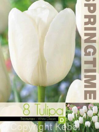 Tulipa White Dream - RB