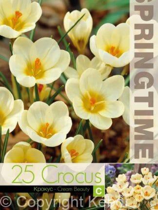 Crocus Cream Beauty