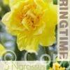 Narcissus Dick Wilden