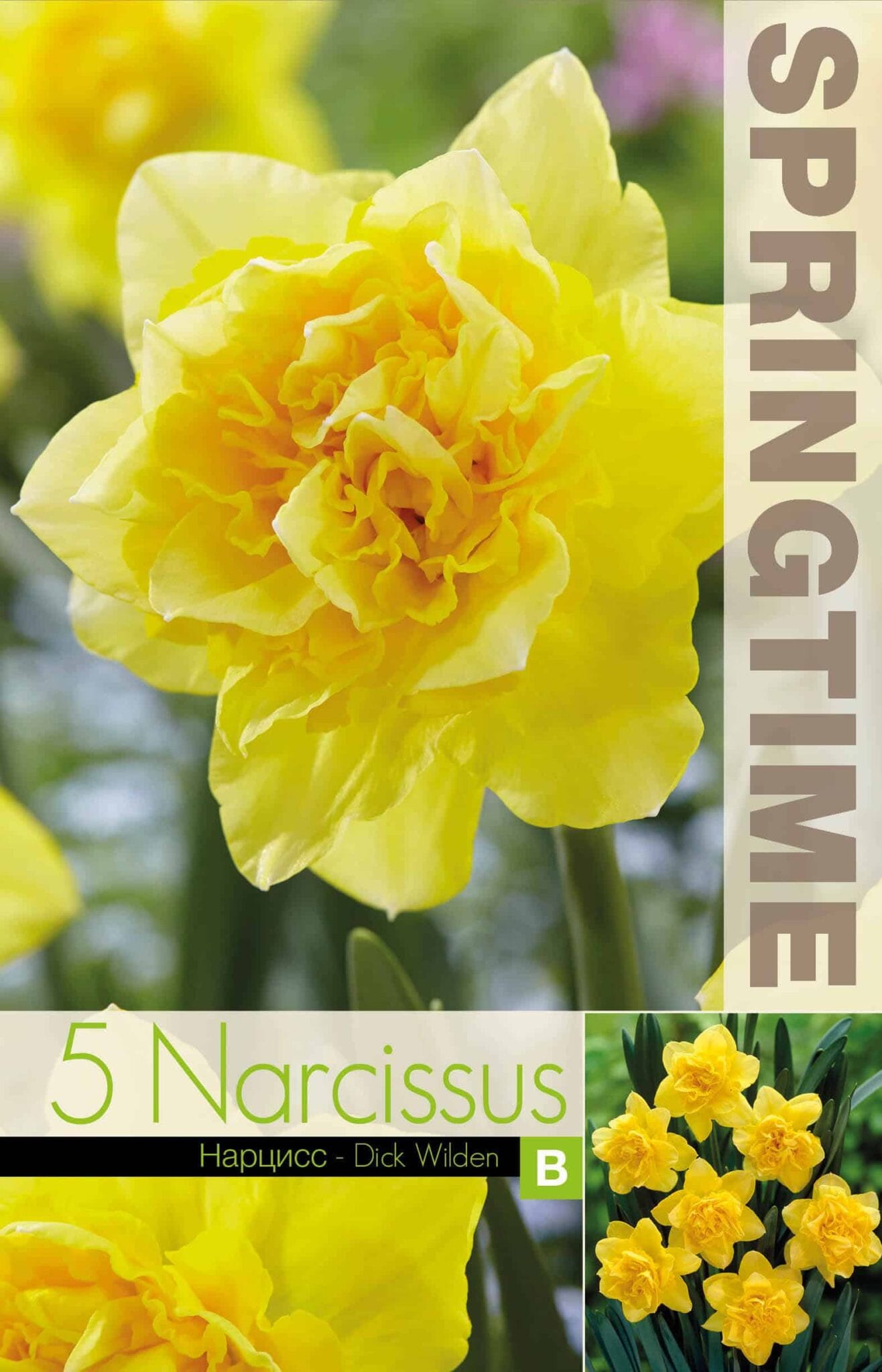 Narcissus Dick Wilden