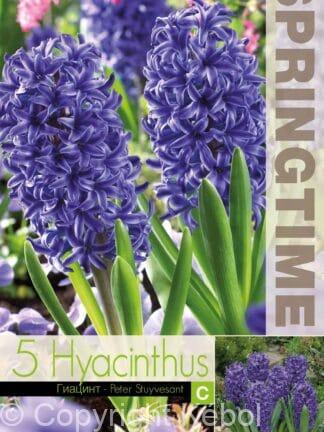 Hyacinthus Peter Stuyvesant