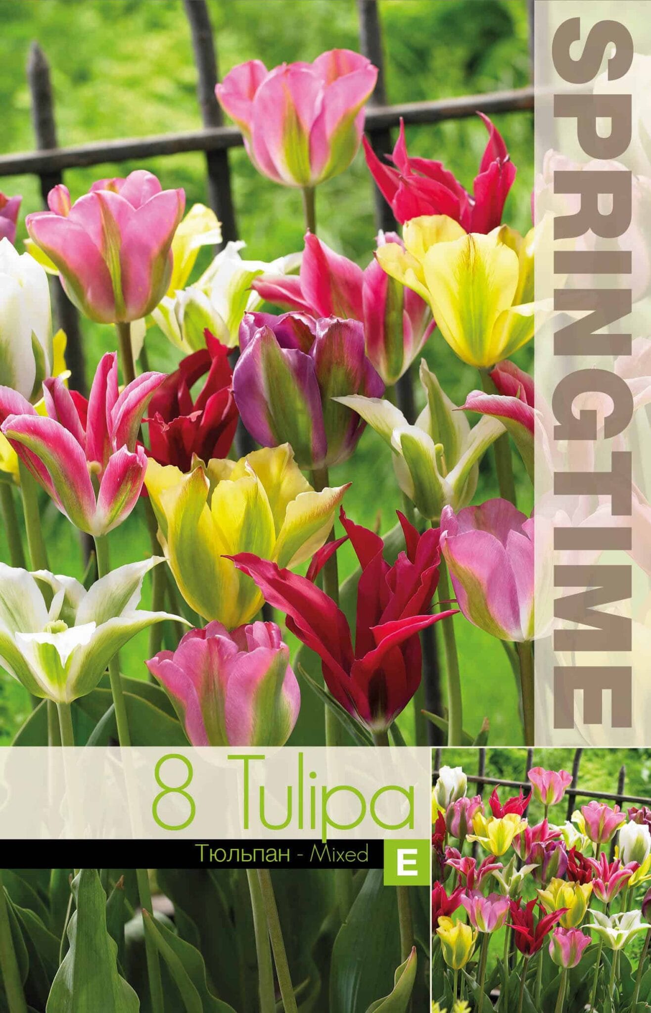 Tulipa Viridiflora Mixed
