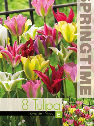 Tulipa Viridiflora Mixed