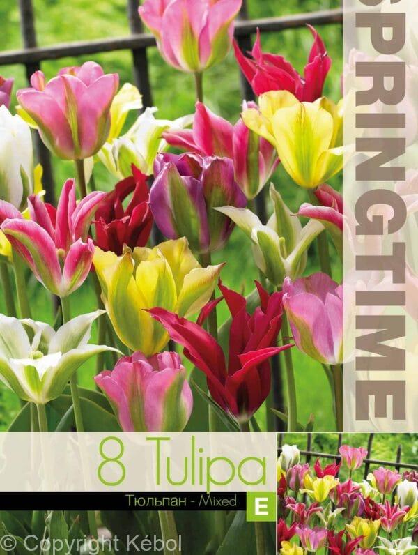 Tulipa Viridiflora Mixed