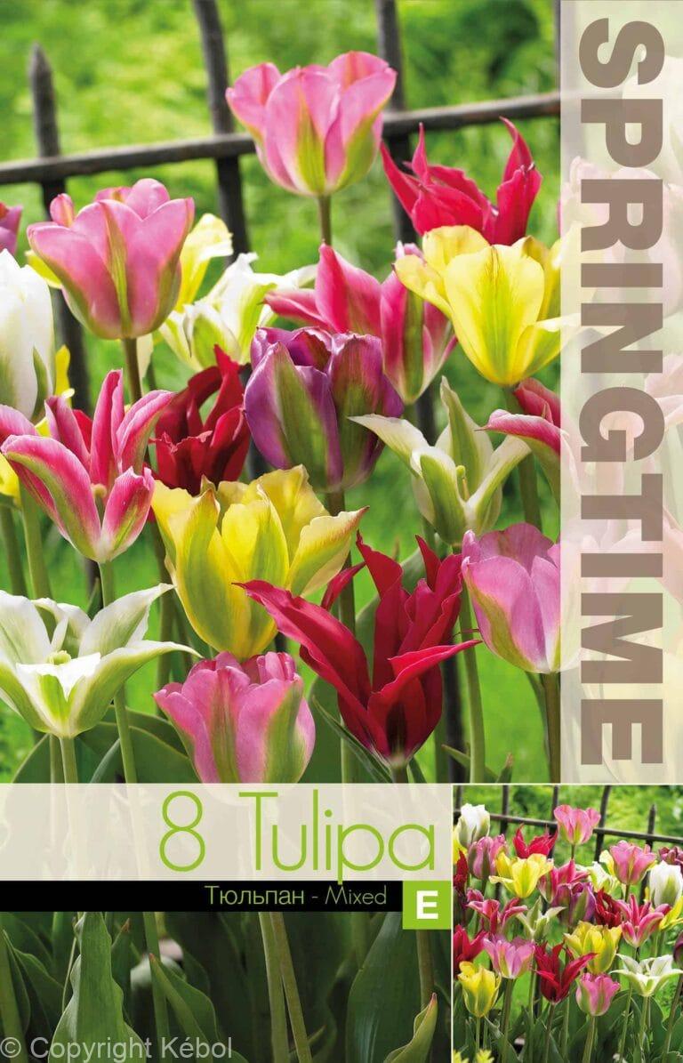 Tulipa Viridiflora Mixed