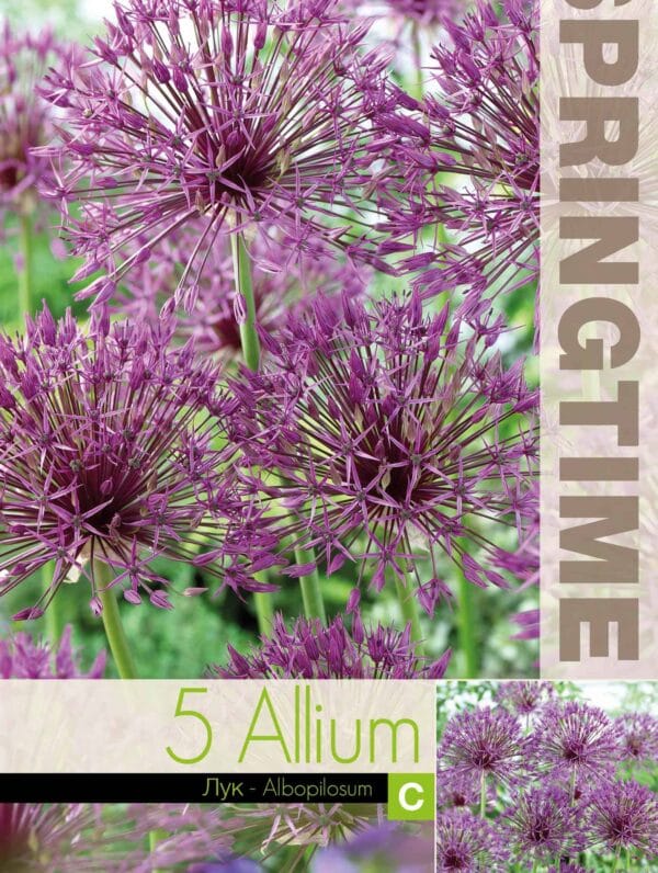Allium Albopilosum