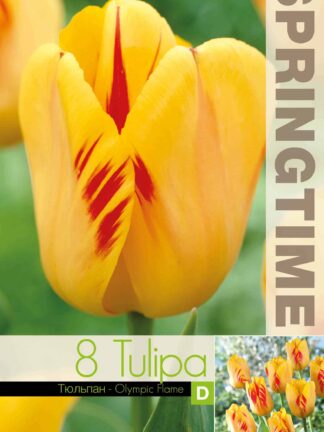 Tulipa Olympic Flame