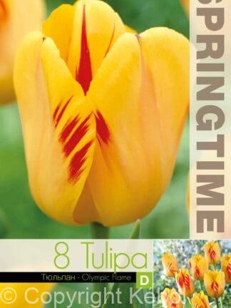 Tulipa Olympic Flame
