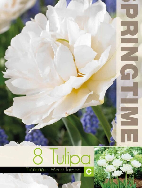 Tulipa Mount Tacoma