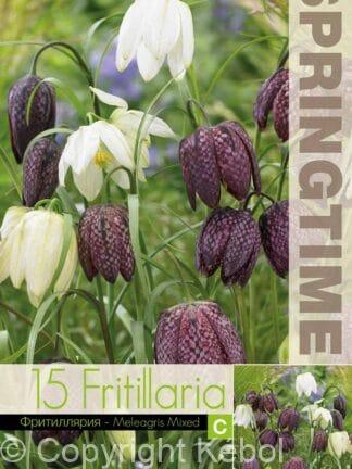 Fritillaria Meleagris Mixed