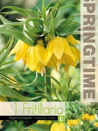Fritillaria Imp. Lutea