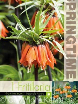 Fritillaria Imp. Aurora