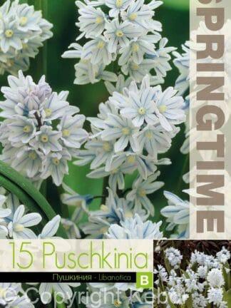Puschkinia Libanotica