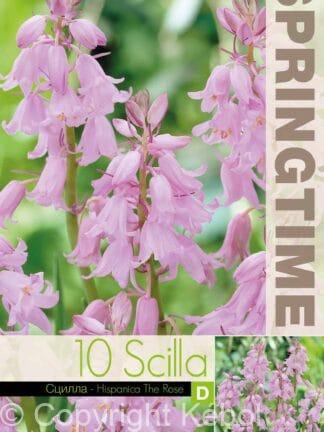 Scilla Hispanica The Rose