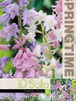 Scilla Campanulata Mixed