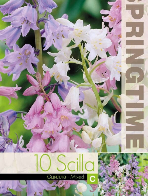 Scilla Campanulata Mixed