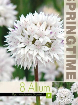 Allium ampl. Gracefull