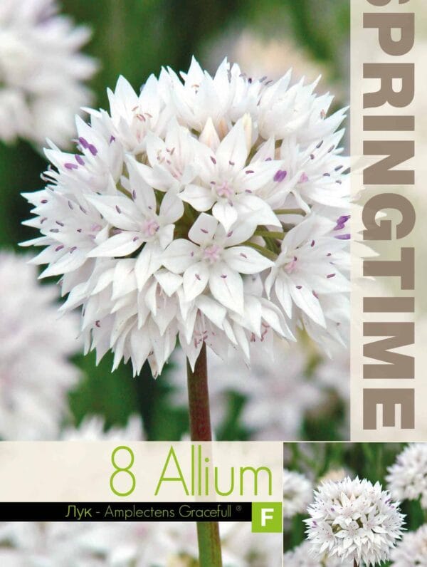 Allium ampl. Gracefull