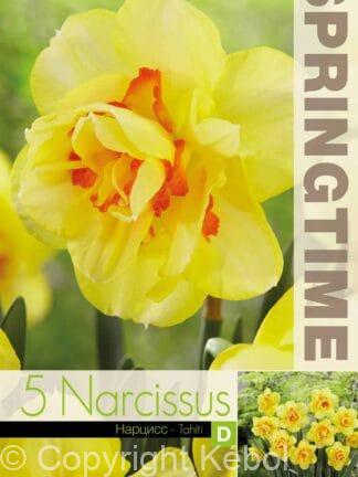 Narcissus Tahiti