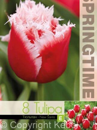 Tulipa New Santa