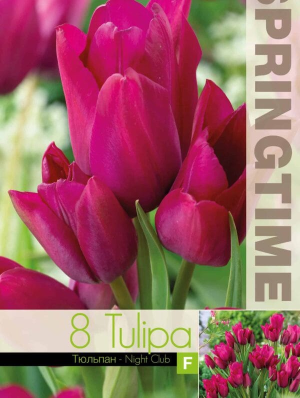 Tulipa Night Club