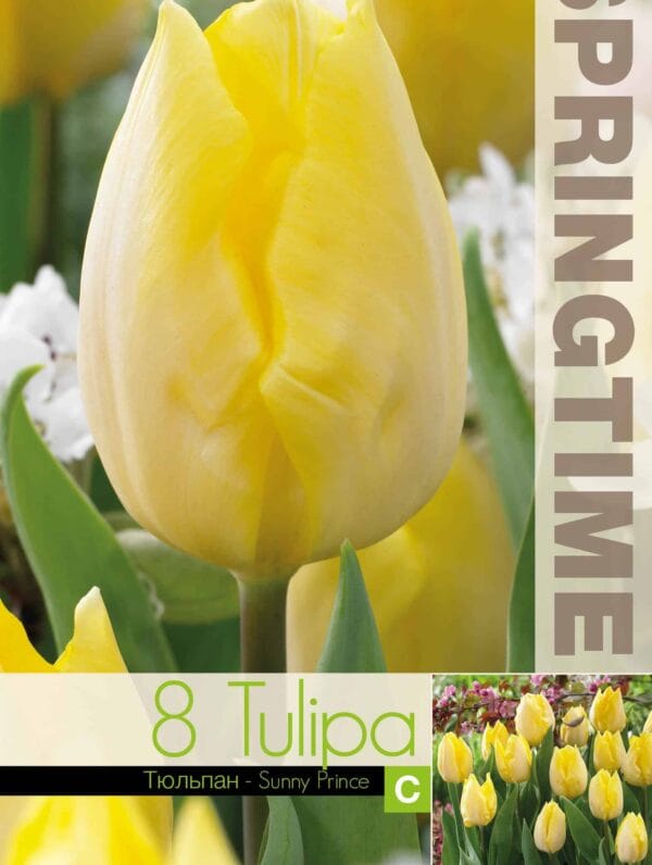 Tulipa Sunny Prince