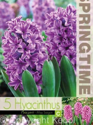 Hyacinthus Miss Saigon