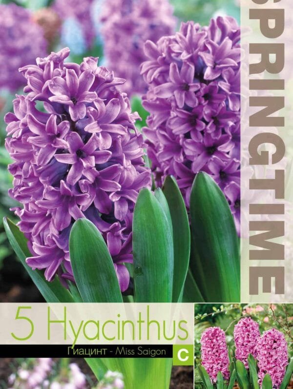 Hyacinthus Miss Saigon