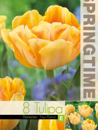 Tulipa Foxy Foxtrot