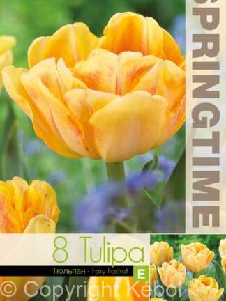 Tulipa Foxy Foxtrot