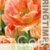 Tulipa Charming Beauty
