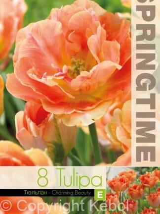 Tulipa Charming Beauty