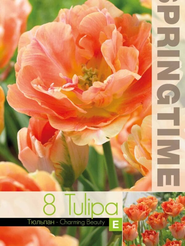Tulipa Charming Beauty
