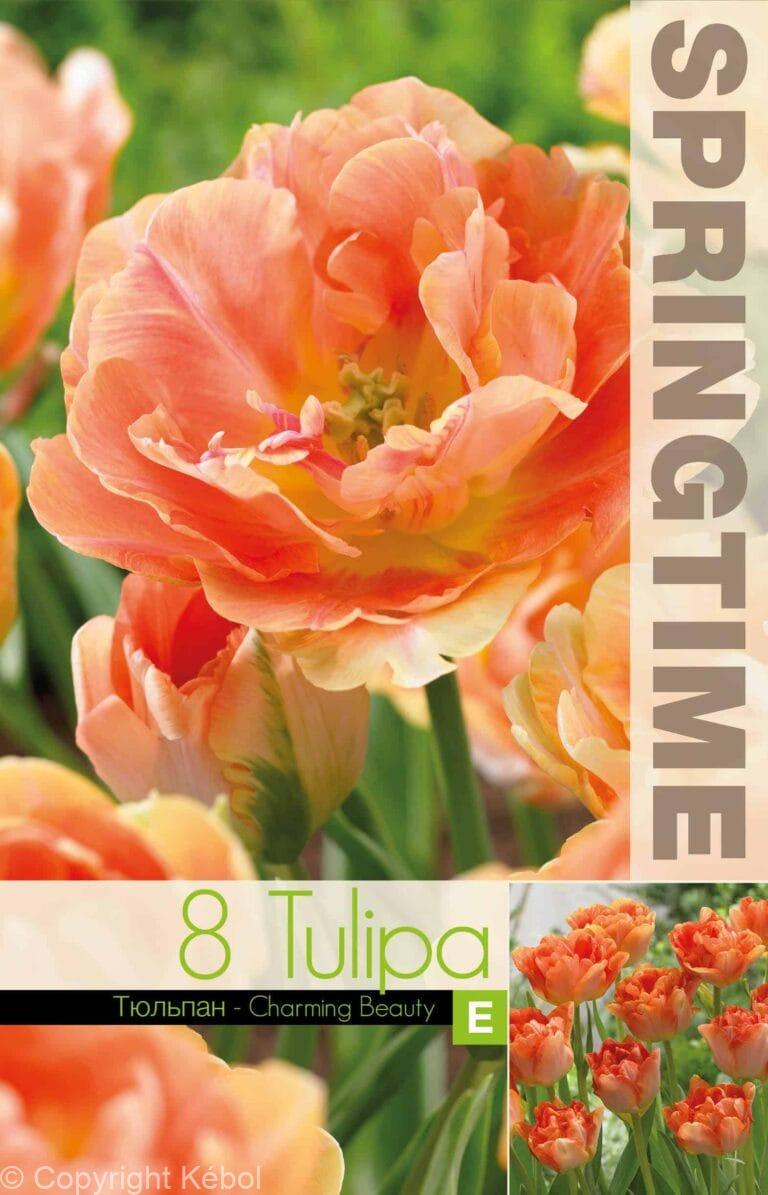 Tulipa Charming Beauty