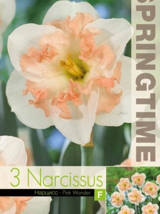 Narcissus Pink Wonder